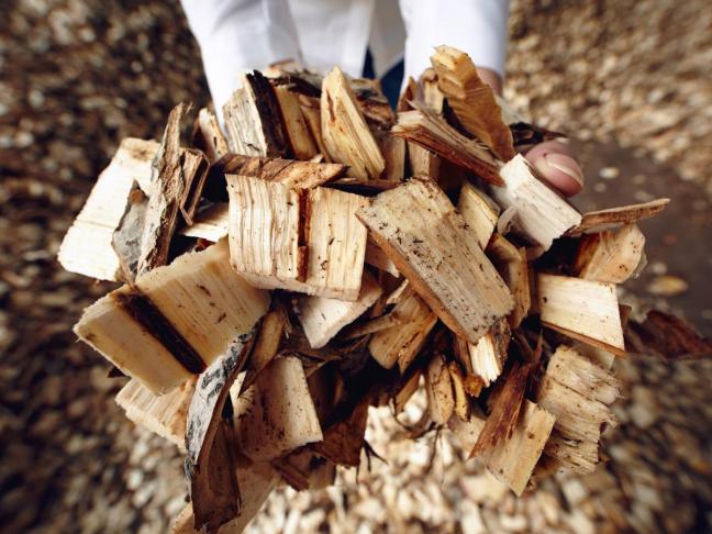 L’exploitation du bois qui a servi à produire la pâte à papier se fait proche de l’usine, le bois étant lourd.