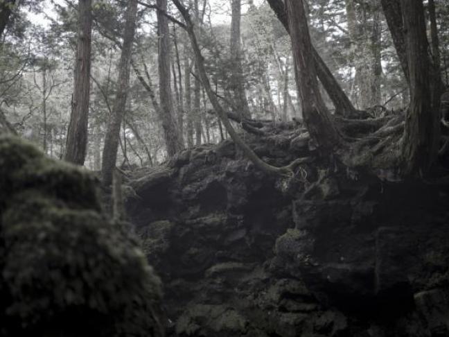 Dans la forêt de Hokkaido, d'Éric Pessan | Mobilis