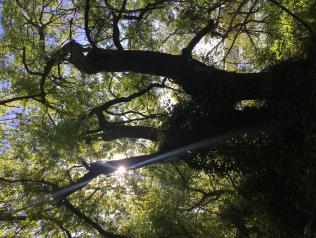 L’arbre en contrejour au bord du fleuve